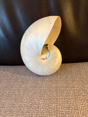 Natural Pearlized Nautilus Seashell